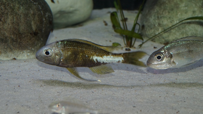 Ophthalmotilapia ventralis 'Kapampa'